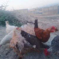 بارنیک وخروسک‌محلی