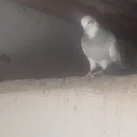 فقط معاوضه
