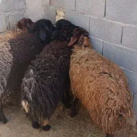 بره ریز نر حدود سی کیلو