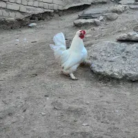 خروس پاکوتاه