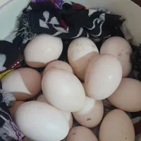 تخم مرغ محلی نطفه دار