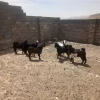 کهره نرسبک