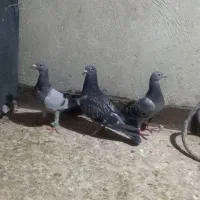 ۳ عدد کبوتر آلمانی نر جوانه