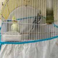 عروس هلندی