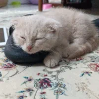 واگذاری بچه گربه