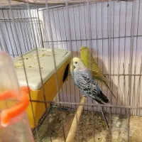 مرغ عشق مولد کارداده