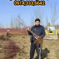 نهال بادام دیرگل دیم زردآلو نوری قیصی و نهال دیگر