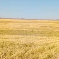 علف زیاد داره