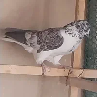 نر ماده کلاغی سینه دم سفید مهرمهر
