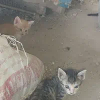 واگذاری پیشی گربه