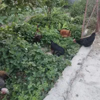 مرغ تخم گذار گلپایگان
