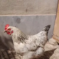 مرغ تخم گذار
