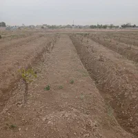اجاره-زمین