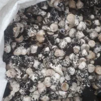 فروش ارزان ساقه ، ته قارچ برای تهیه ترشی خورشت