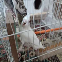 عروس هلندی