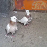 کبوتر|پرنده|مشهد, شترک|دیوار