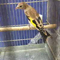 دوتا جوجه سهره