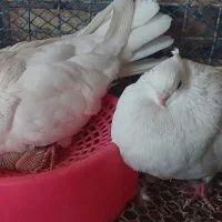 تک جوجه سفید نوک ریز ۲۰ روزه