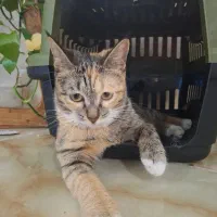گربه گمشده