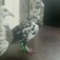کفتر سوسکی بزک