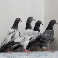 کبوتر مسافتی پلاکی تیدی پاکستانی