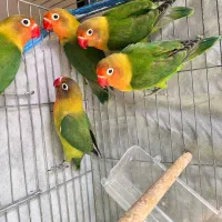 طوطی برزیلی فیشر اصل