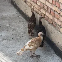 بوقلمون