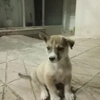 سگ هاسکی دوماهه
