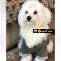 سگ گمشده نژاد پامرشیتژو