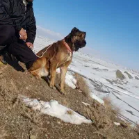 سگ خراسانی
