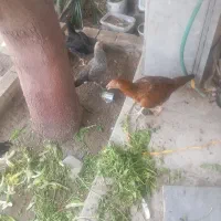 جوجه مورغ محلی