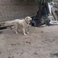 سگ باهوش|سگ|همدان, |دیوار