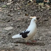 کبوتر
