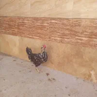 مرغ و خروس گلین