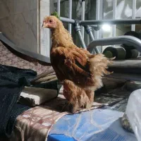مرغ خروس برهما۴ماه ۴عدونه ۶۰۰