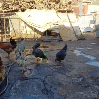 مرغ تخم گزار