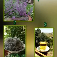 چای کوهی و سبزی کوهی (ملر)
