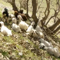 بزغاله