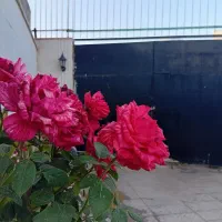 275 متر باغ و باغچه با درختان قدیمی و مثمر