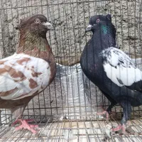 کبوتر رنگی|پرنده|سراوان, |دیوار