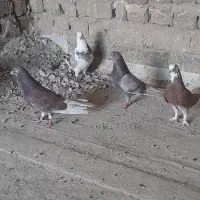 نرو ماده پرشی گرفتنی تیرماه