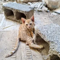 واگذاری رایگان دو بچه گربه دوست‌داشتنی و سالم