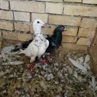 سبز چاپی و کله هما هفترنگ