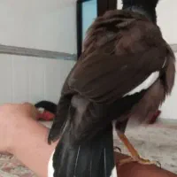 مینا سخنگو افغانی  دستی عروس هلندی