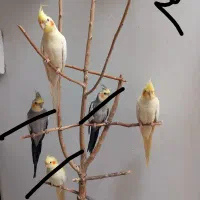 عروس هلندی