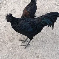 خروس آیام سمانی اصل