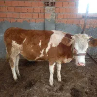 گاوساله‌ی سیمیتال ماده