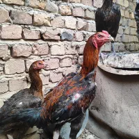 مرغ و خروس لاری