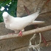 کبوتر|پرنده|شاهین دژ, |دیوار