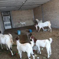 یک عدد بز ۴قلو زا